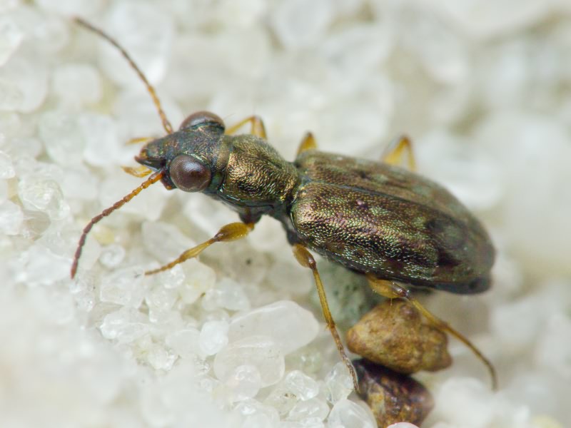 Asaphidion flavipes (Linnaeus, 1761)